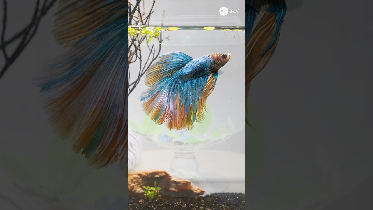 5 экзотических питомцев, не требующих особого ухода