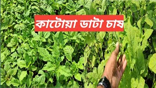 কটয ডট চষর সহজ নযম Data Chas Green Amaranth Production Green Horticulture