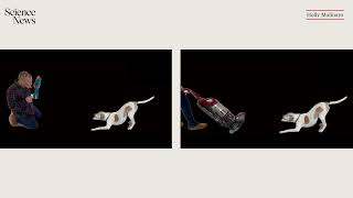How context can affect how we interpret a dog's mood | Science News