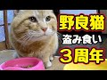 【野良猫】とうとう3周年【総集編】