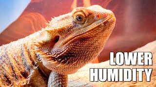 Lowering Humidity for Reptiles