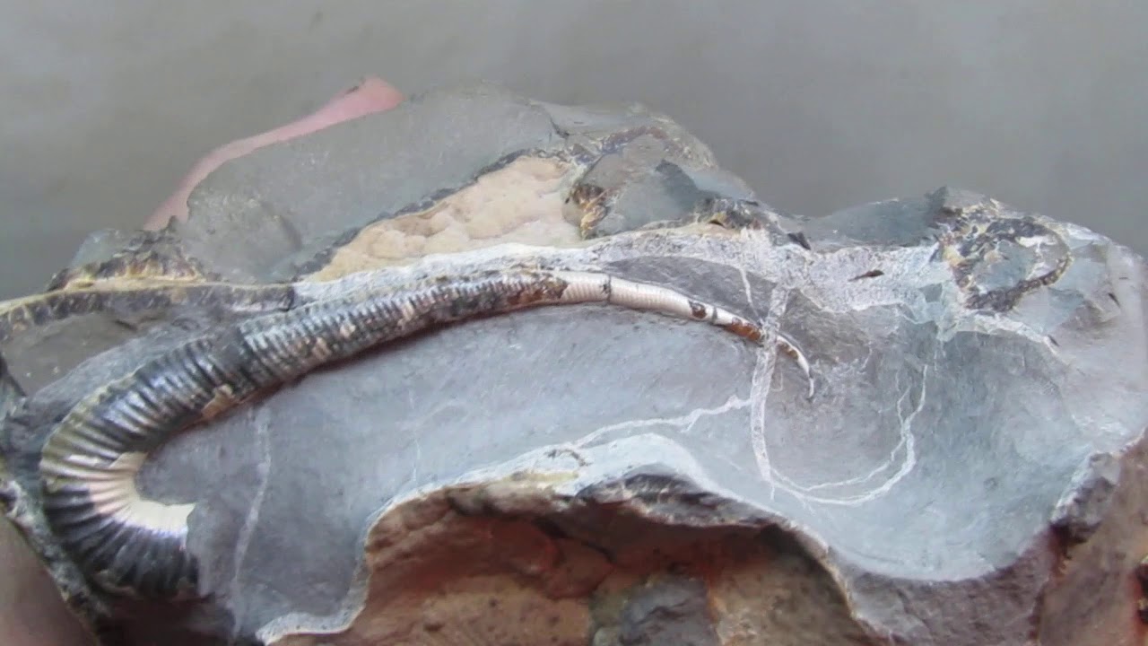 Раковина аммонита рода Tonohamites.