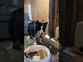【賢すぎ】ボーダーコリーが考えた作戦が賢すぎた #大型犬のいる生活 #ボーダーコリー #犬 #shorts #shortvideo #short #dog #bordercollie #dogs