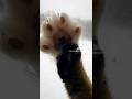 PRINCESS MEOW MEOW snow day fun #cat #funny #cute #kitty #viral #fyp #foryou #snow #pets