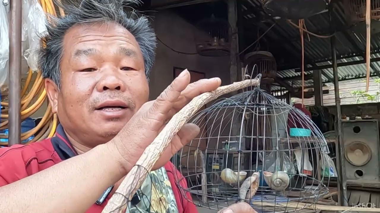 นกเขาใหญ่ตาฝั่งพอง: ชมเพนียดนกเขาใหญ่คอนบนของอาจารย์สมศักดิ์ บ้านป่าแต้ อ.กระนวน