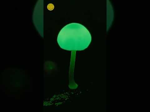Video: Apakah jamur berpendar di bawah cahaya hitam?