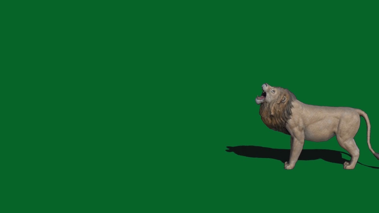 Green Screen Lion Walking with Sound Fir Youtube Videos Effect