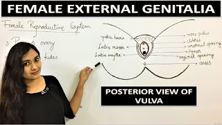 Reproductive System Female External