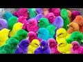 Omg…Catch Chicks,Ayam Lucu, Ayam Warna Warni, Ayam Rainbow Gokil,colorful zoo
