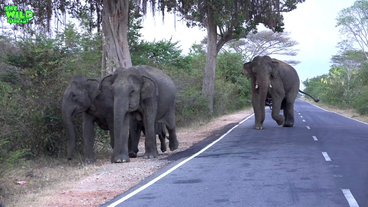 elephas maximus linnaeus Brave travelers feeding huge and baby elephants by the road. NEVER TRY THIS!