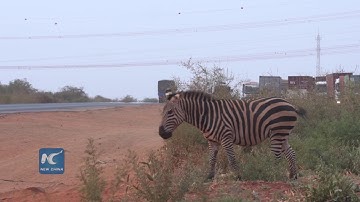 Wildlife acrossed the China-built Kenyan standard gauge railway