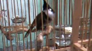 MOV0015A