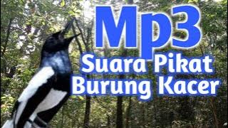 Pikat Burung Kacer Mp3