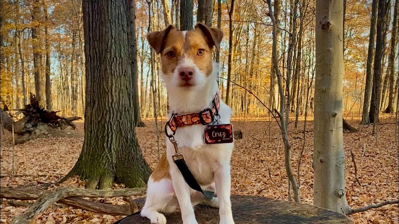 Cruz Novice Trick Dog Title YouTube cruz-novice-trick-dog-title-youtube