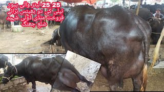 25 letr plus milking  record holder buffalo for sale Mandi Doli Shahid