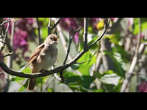 Nightingale - bird song (Luscinia megarhynchos) - Nachtigall Gesang am Tag