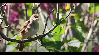 Nightingale - bird song (Luscinia megarhynchos) - Nachtigall Gesang am Tag