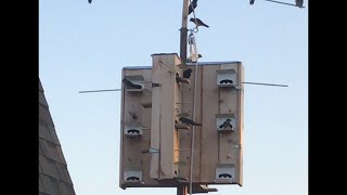 Easy Homemade Cedar Purple Martin House #2