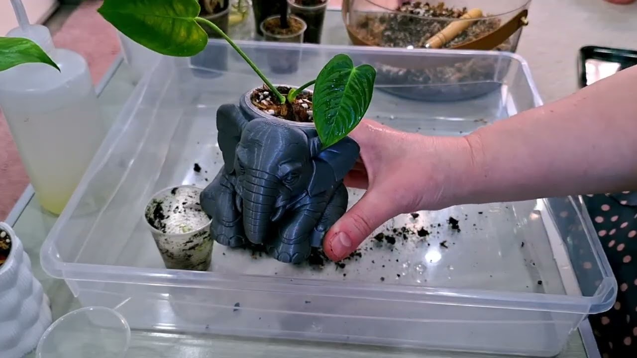 ЦВЕТОЧНЫЕ ДЕЛА.КОМНАТНЫЕ РАСТЕНИЯ(ЦВЕТЫ).