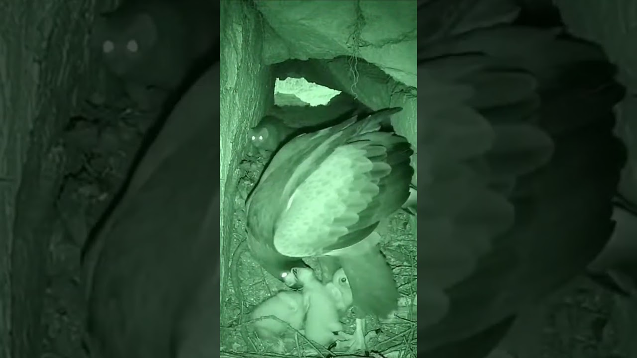 Sudden Shadow Inside a Rocky Crevice Nest