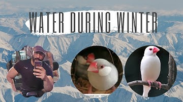 Water during Winter #fawnjava #whitejava #finches