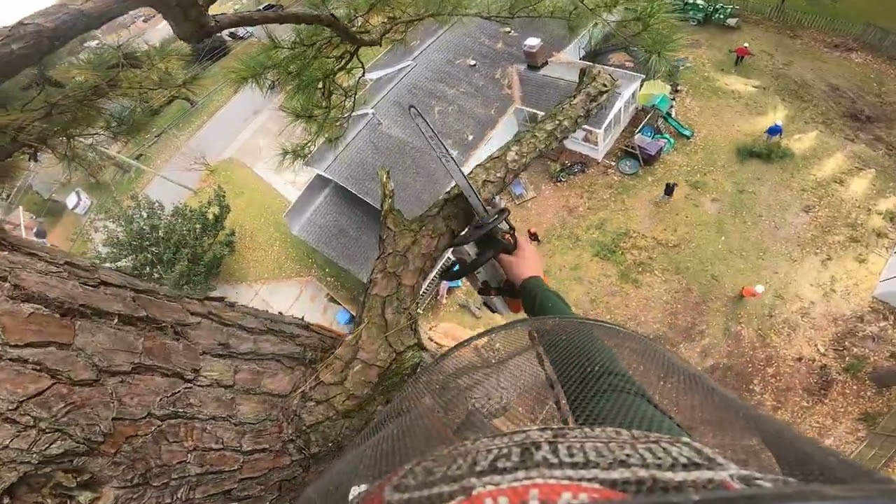 Taking Down a Massive Pine!