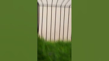 Grey into fawn split java #viral #youtubeshorts #javabirds