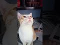#comedy #cat #funny #studywithmeandmycat