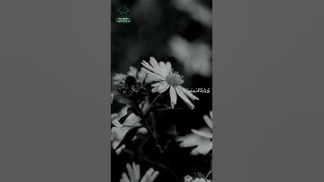 سورة الانشقاق • مكية • بصوت هاني الرفاعي | عدد الآيات: 25 #قرآن #Quran #تلاوة #قرآن_كريم #الانشقاق