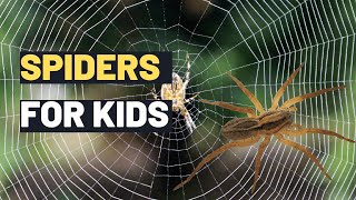 Amazing Facts about Spiders for Kids: Fun and Educational Spider Facts