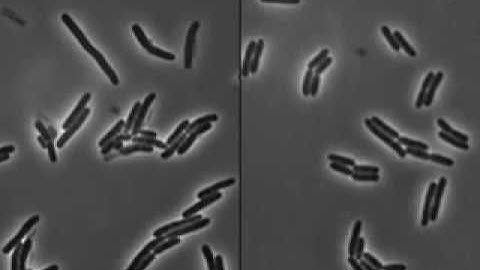 Exploding bacteria with penicillin