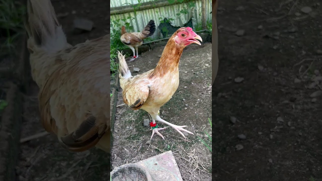 Boston round head pullet🔥🔥🔥 