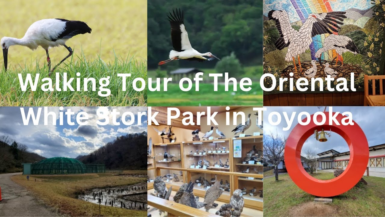 Walking Tour of Japan's Most Amazing Bird Sanctuary: Oriental White Stork Park in Toyooka HD
