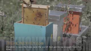 Adopt a beehive
