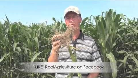 Syngenta Announces New Corn Rootworm Beetle Control