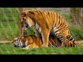 Bengal tigers more than just stripes exploring their life cycle and why we must protect them