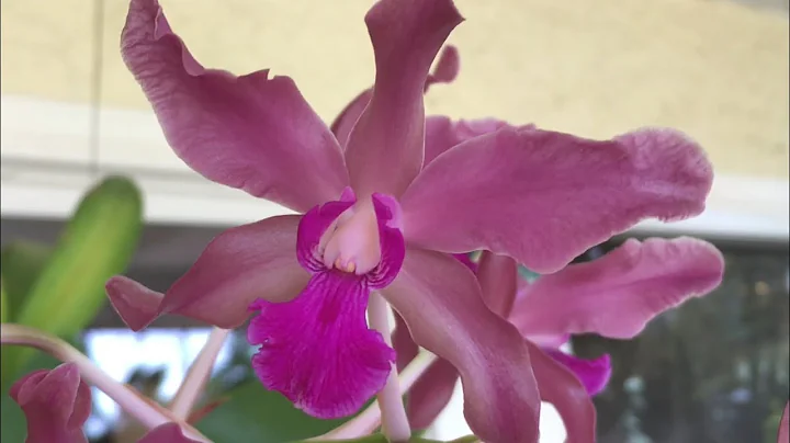 Laelia Wellesley x self - Bloom April 2022