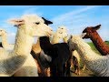 Alpaca Farm - by Curiosity Quest
