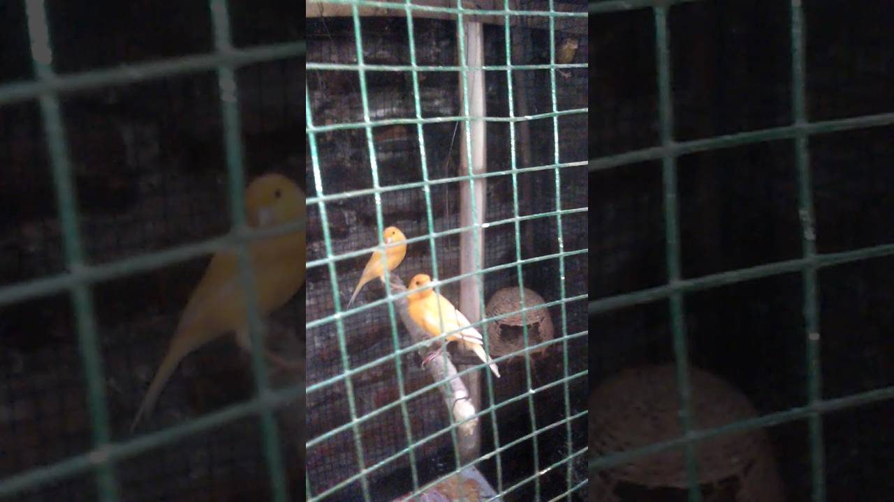 Ternak Kenari System Koloni Youtube