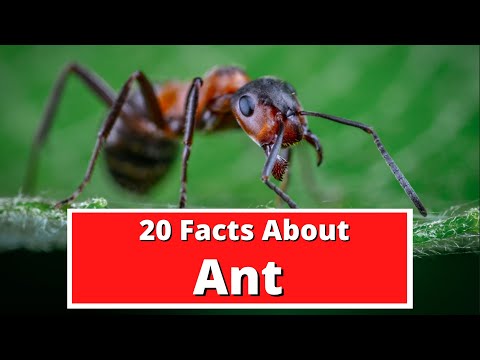 20 Facts About