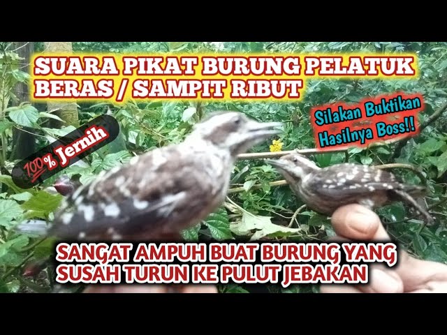 Suara Pikat Burung Pelatuk Beras Ribut, Ampuh Mengatasi Burung Yang Susah Turun Ke Pulut Jebakan class=