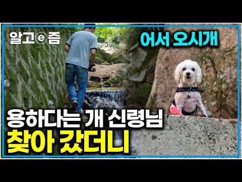"너였구나 개신령님이ㅎㅎ" 물을 너무 좋아한 나머지 개신령님으로 유명해진 강아지 찾아가 봤더니｜세상에 나쁜 개는 없다｜알고e즘