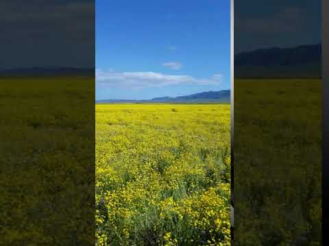 Carrizo Plain