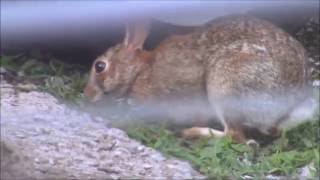 Backyard Wildlife