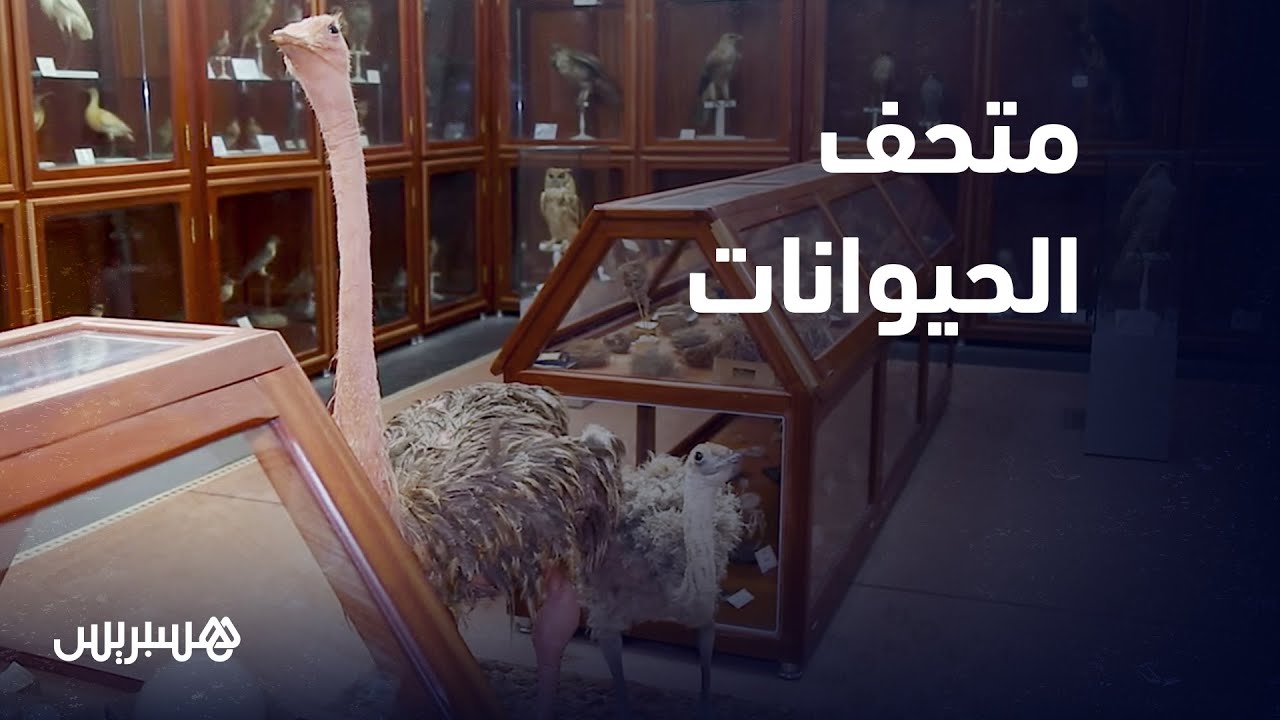 يحتضن الموروث المغربي للحيوانات والحشرات والنباتات.. متحف المعهد العلمي بالرباط منارة علمية مغربية