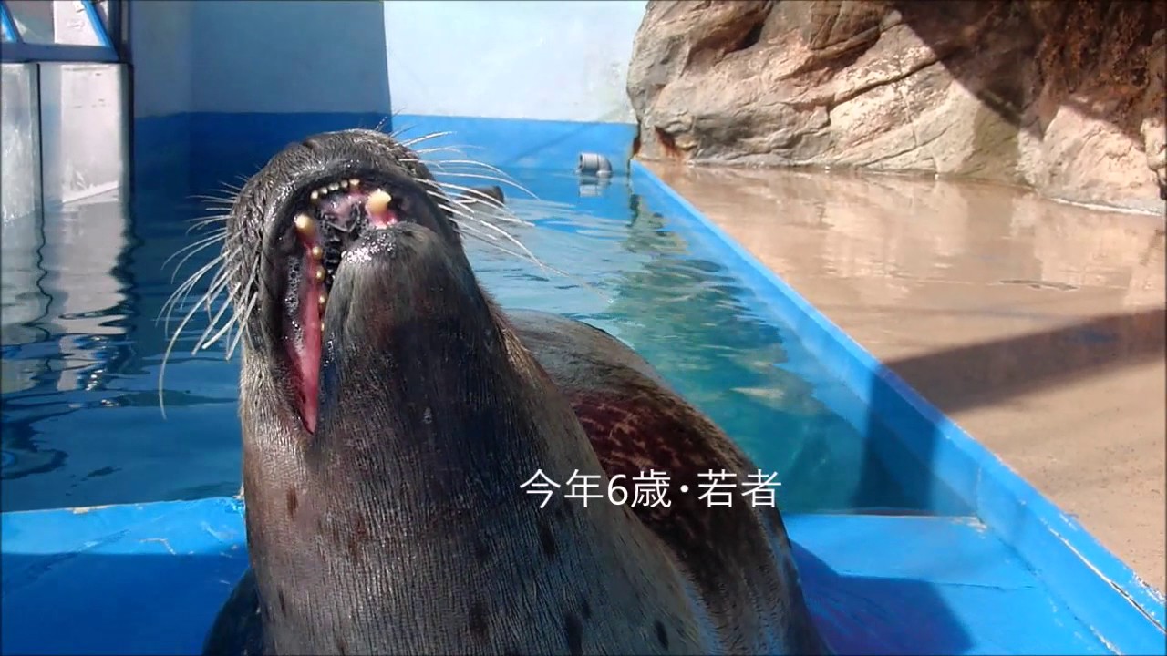 アザラシ】ゴマちゃんの年齢別発情表現（伊勢シーパラダイス／水族館