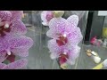 Обзор орхидей  9 января 2021 Леруа Мерлен  Воронеж (Сити Град)