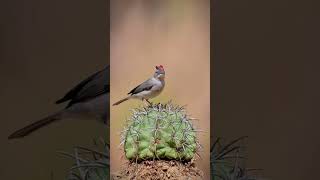 A Beautiful Pileated Finch Bird Showing Its Beautiful Forelock On The Basking Crown Cactus 🌵🐦‍⬛♥️