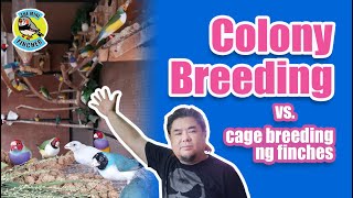 Ep.53:  Colony breeding vs Cage breeding of finches (with English subs)