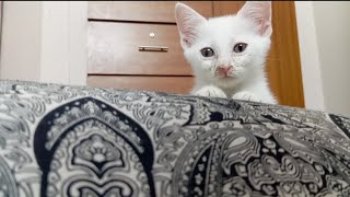 Kitten showing various face reactions#cat #kitten #catvideos #cute #cutecat